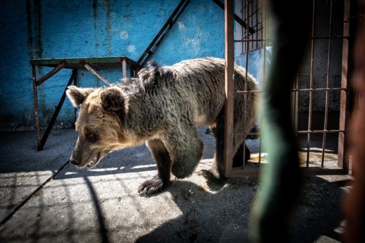 Albania, Fier | 2018 09 18 | Wild animals at Safari Park Zoo Fier.