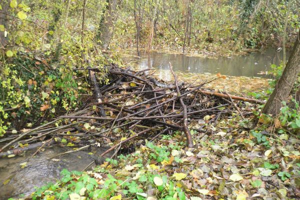 Biber sorgen für Biodiversität