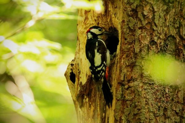 Vielbenutzte Waldwege stören Vögel
