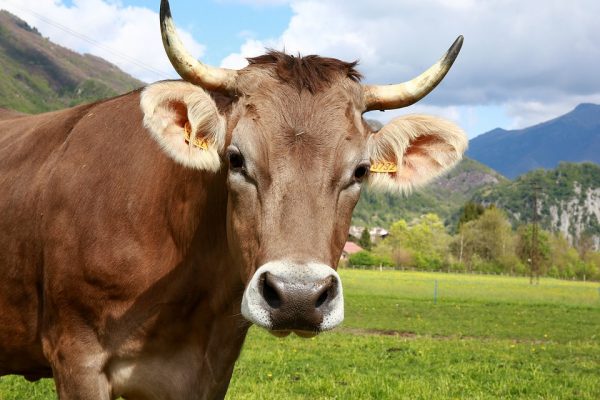 Schweizer stimmten für Verstümmelung der Kühe