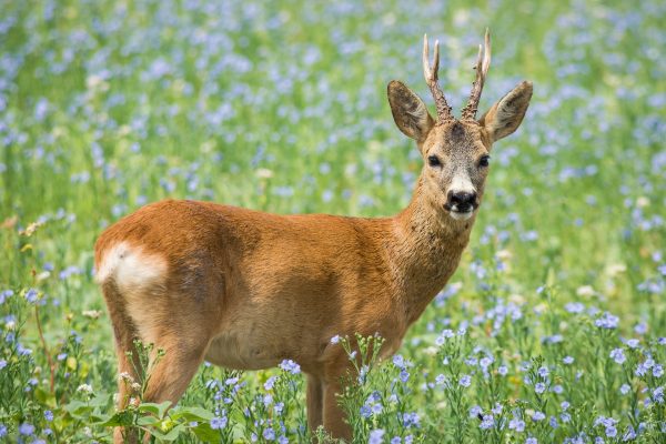 La fondation allemande pour la faune sauvage nomme le chevreuil animal de l'année 2019