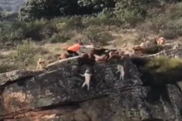 Espagne : une vidéo sur la chasse tourne au scandale