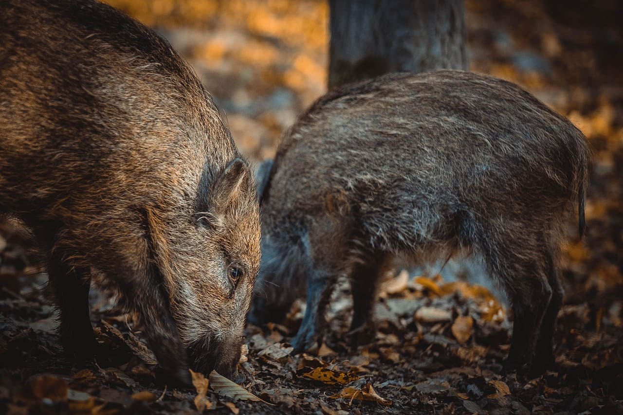 Spanien Reduzierung der Wildschweinbestände dank Impfung