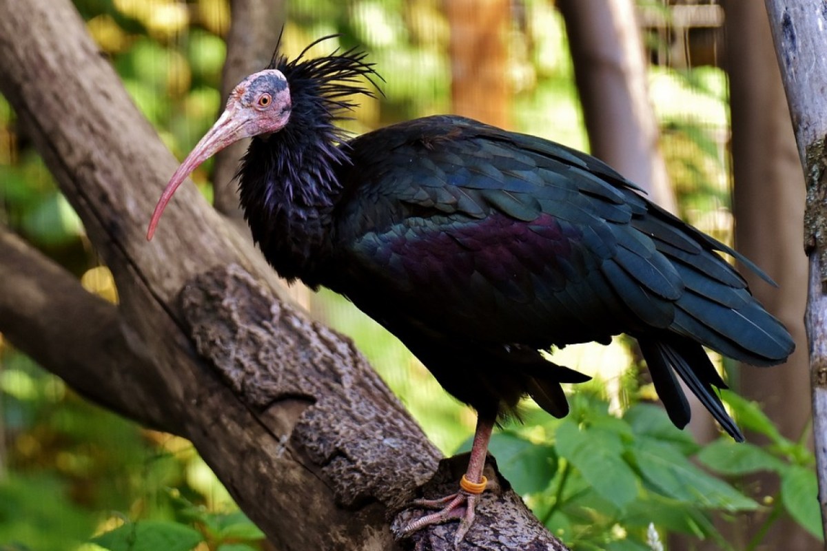 Waldrapp