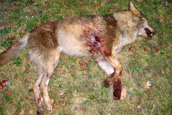 Germany: poaching popular among hobby hunters