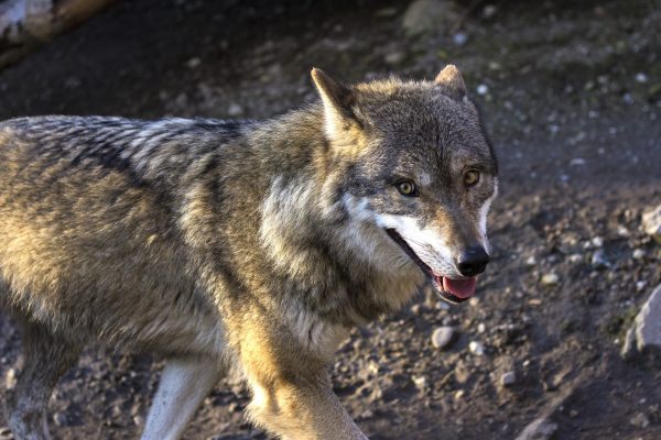 Federal government stands by appeal against wolf kill