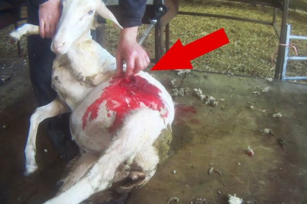 Écosse : maltraitance animale massive dans l'industrie de la laine