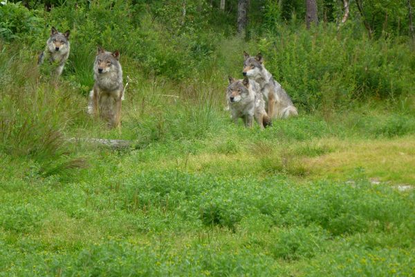 La population de loups augmente dans l'espace alpin