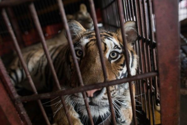 Portugal: ban on wild animals in circuses
