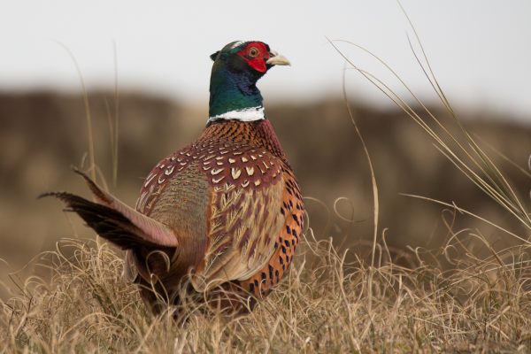 England: setback for the friends of violence and bloodthirsty cruelty