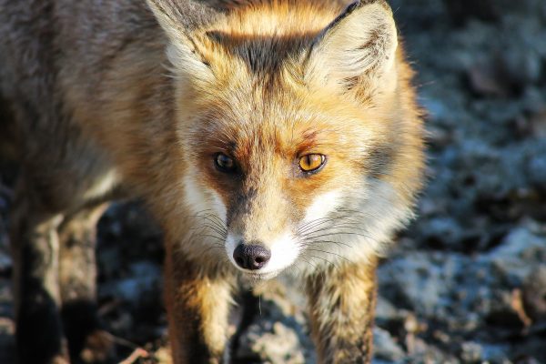 Allemagne : des fonds publics pour le projet de fourrure des associations de chasse