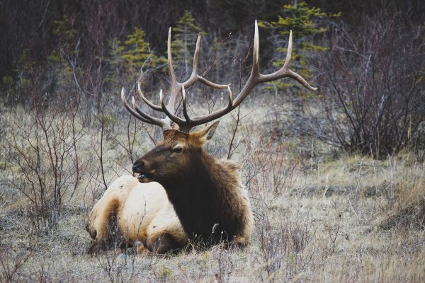 La chasse spéciale peu appréciée des chasseurs
