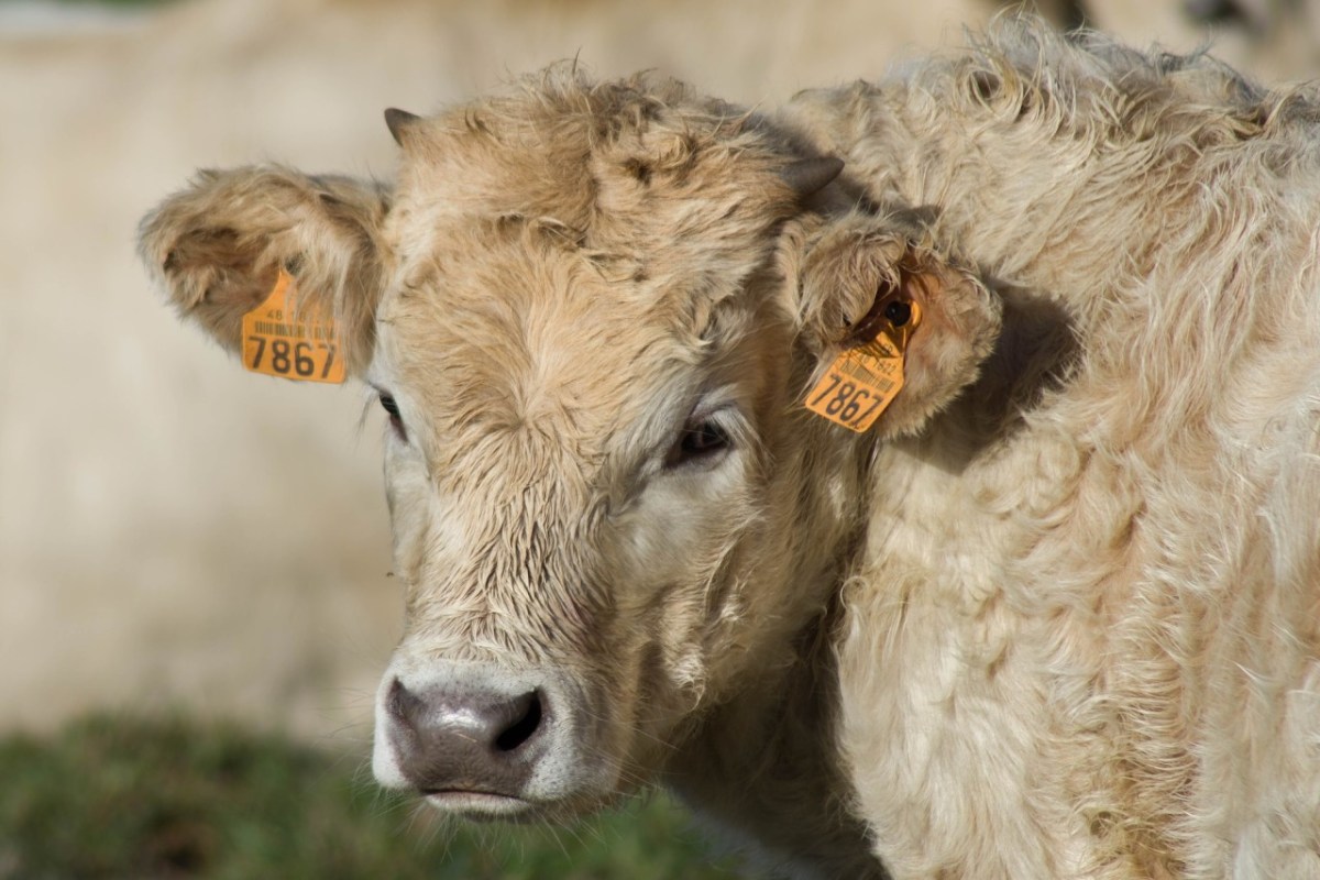 Kalb