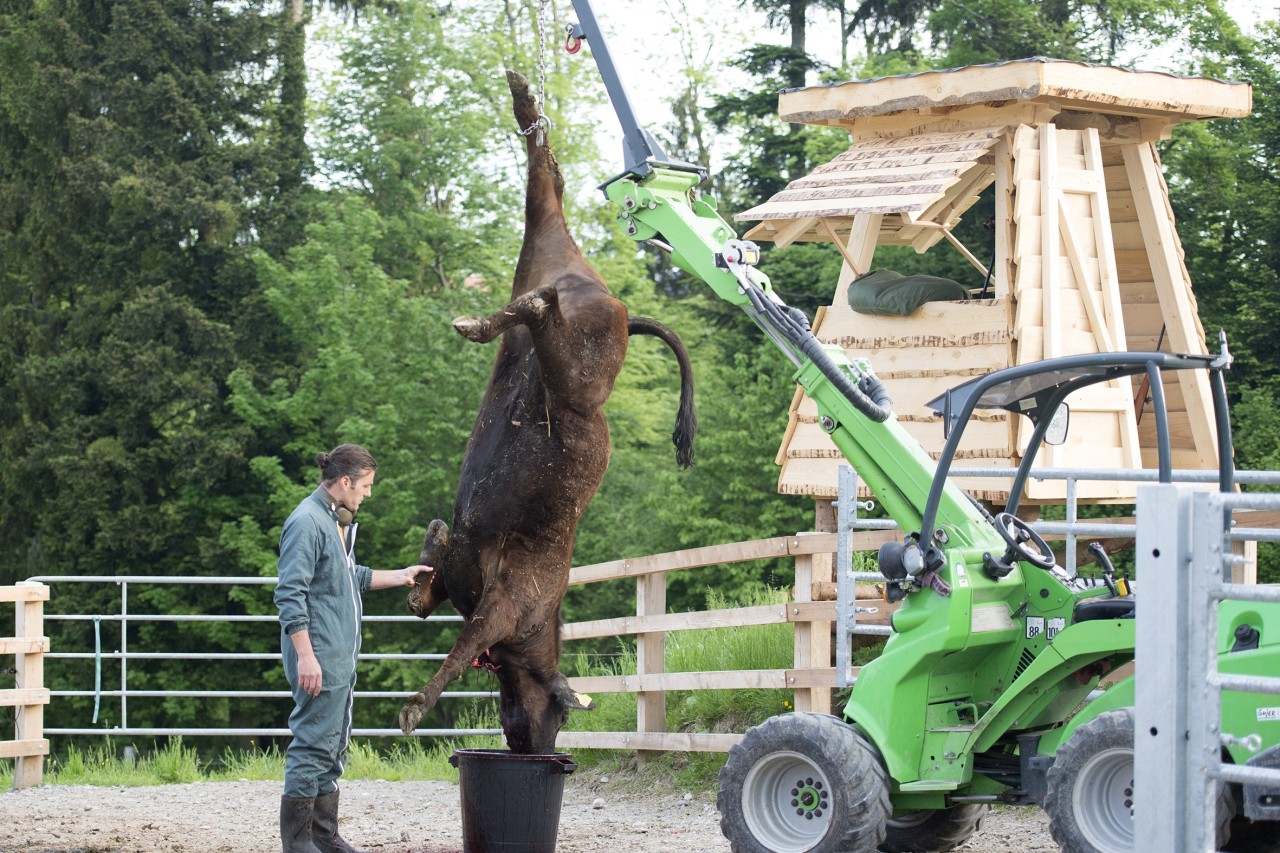 Weideschlachtung Ist dies noch Tierschutz