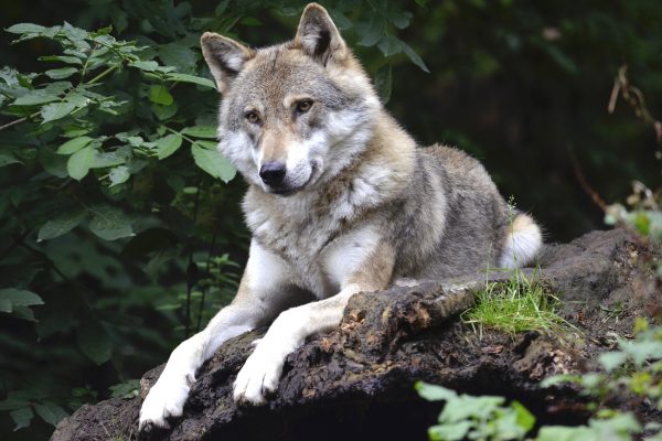 Finalement, l'homme n'a pas été mordu par un loup