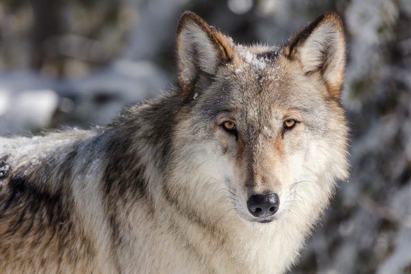 Europe : protection maximale pour les loups