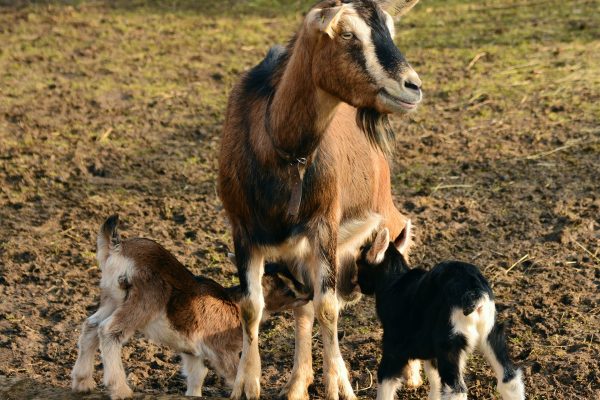Animal rights activists in Nyon on trial for freeing goats
