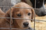 Hundeimport