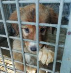 Hundeimport