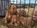 Hundeimport
