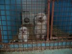Hundeimport
