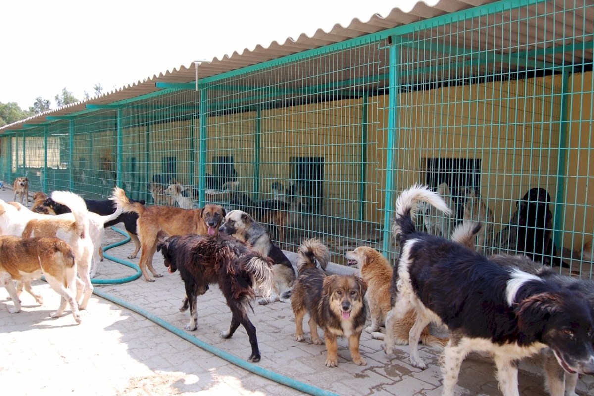 Hundeimport