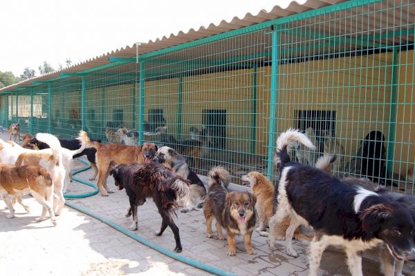 Suisse, pays d'importation de chiens