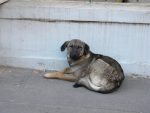 Hundeimport