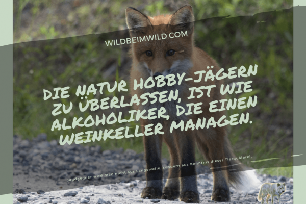 Die Wildtierkiller: Jagd Schweiz unter der Lupe