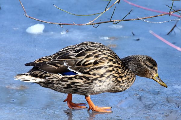 How wild animals survive even icy cold in winter