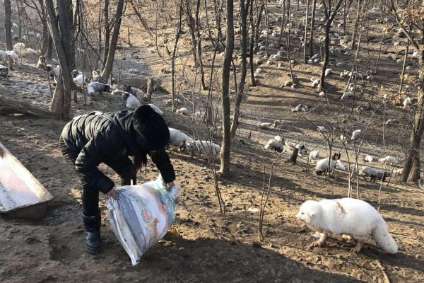 China: 174 Füchse aus grausamer Pelzfarm befreit