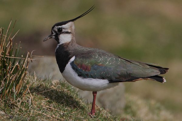 Bestand von Vogelarten bricht katastrophal ein