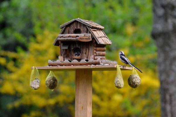 Who eats what at the feeding station: winter feeding for birds