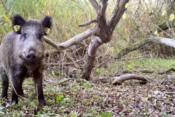 Wildschweinschäden mit akustischer Methode verhindern