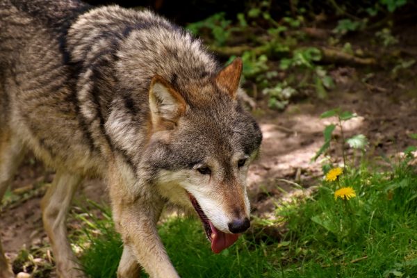 Swiss wolves are not hybrids: study confirms