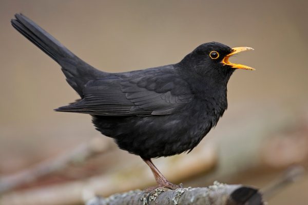 Nachts kehren die Zugvögel zurück in die Schweiz