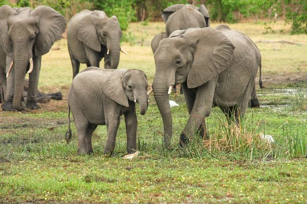 Botswana will Elefanten zu Tierfutter verarbeiten