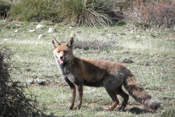 Luxemburg verlängert das Fuchsjagdverbot erfolgreich