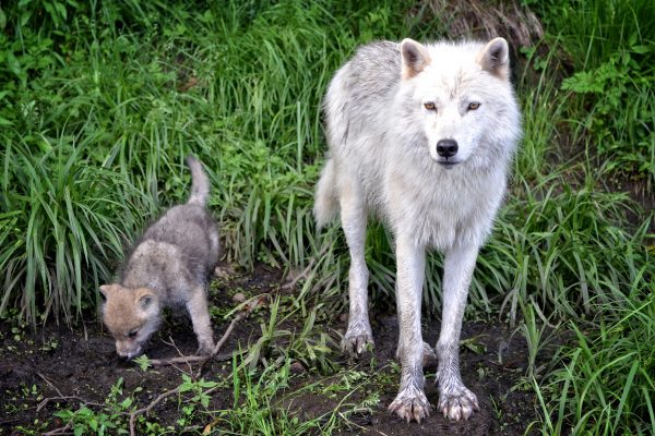 Auf Abschussgesetz folgt Referendum für den Wolfsschutz
