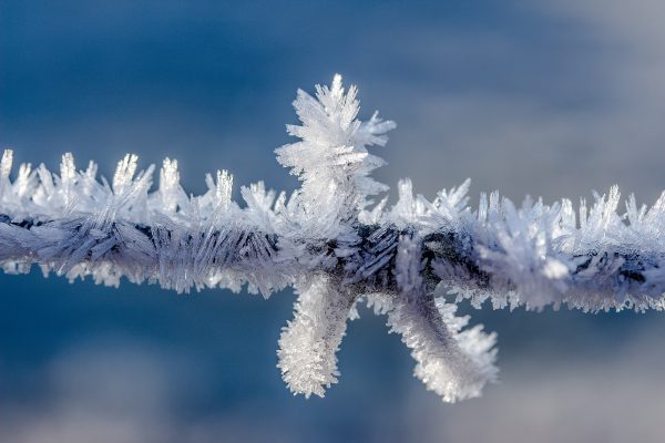 Stopp dem Tierleid: Zäune als Todesfallen für Wildtiere