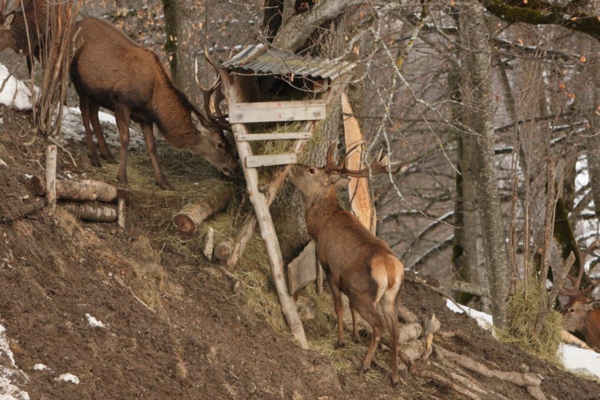 Wildtierfütterung