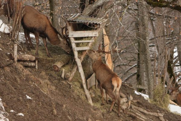 Österreich: Wildtierfütterungen als Problem für die Natur