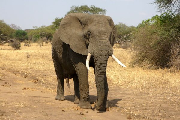 Germany: Elephant-foot stool seized from hobby hunter