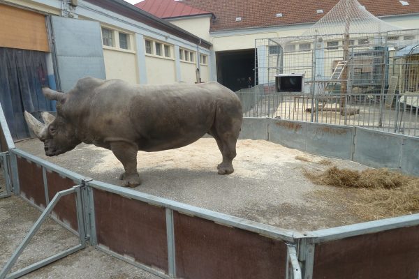 Trauriges Leben in Isolation: Wildtiere in Gefangenschaft