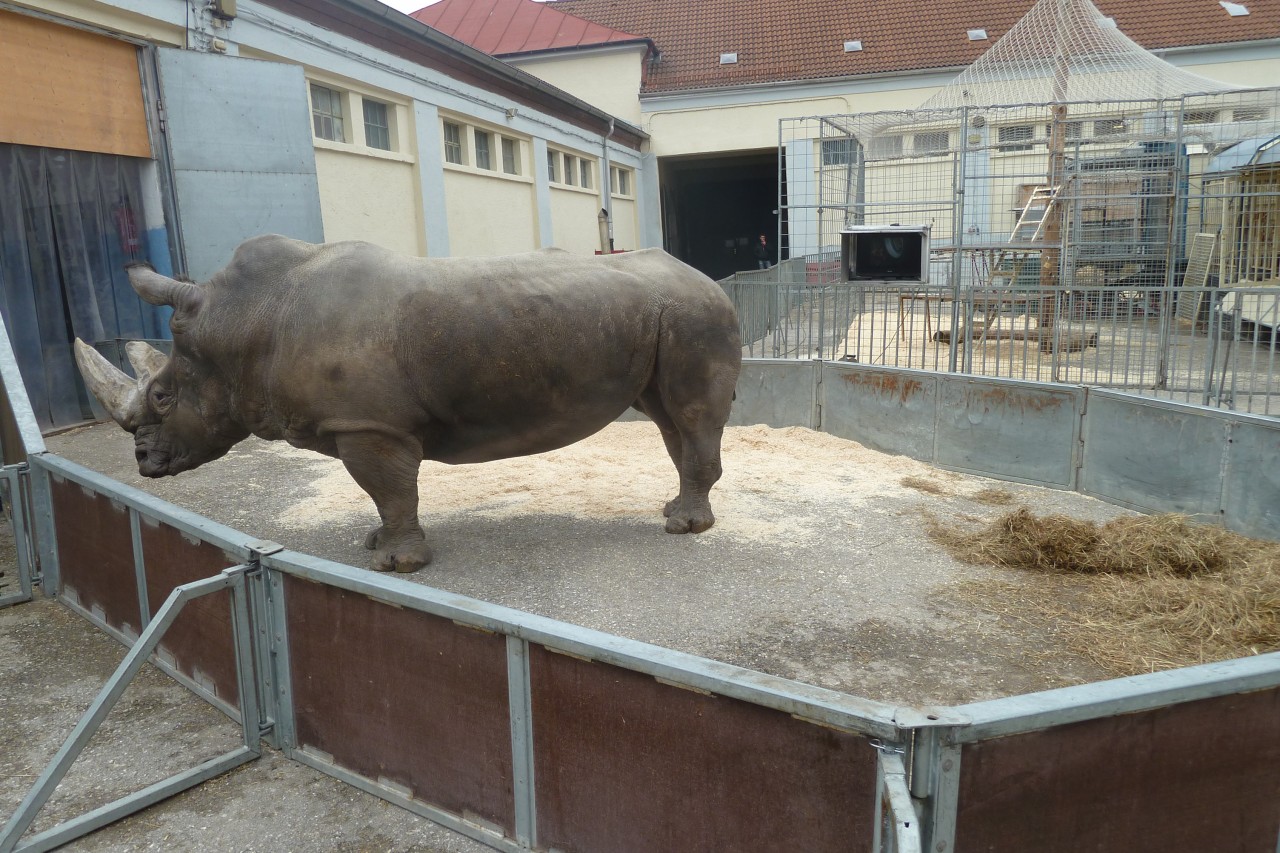 Trauriges Leben in Isolation: Wildtiere in Gefangenschaft