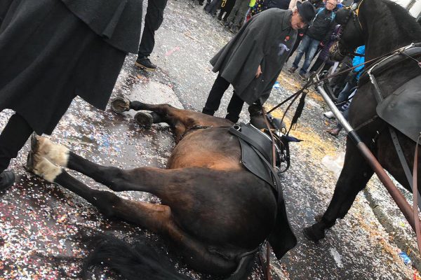 Pferd stürzt am Basler Fasnachtsmontag: Tierschutz alarmiert
