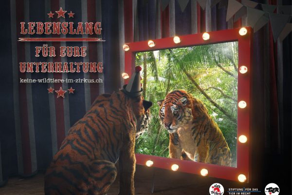 «Keine Wildtiere im Zirkus»: Forderung wird lauter