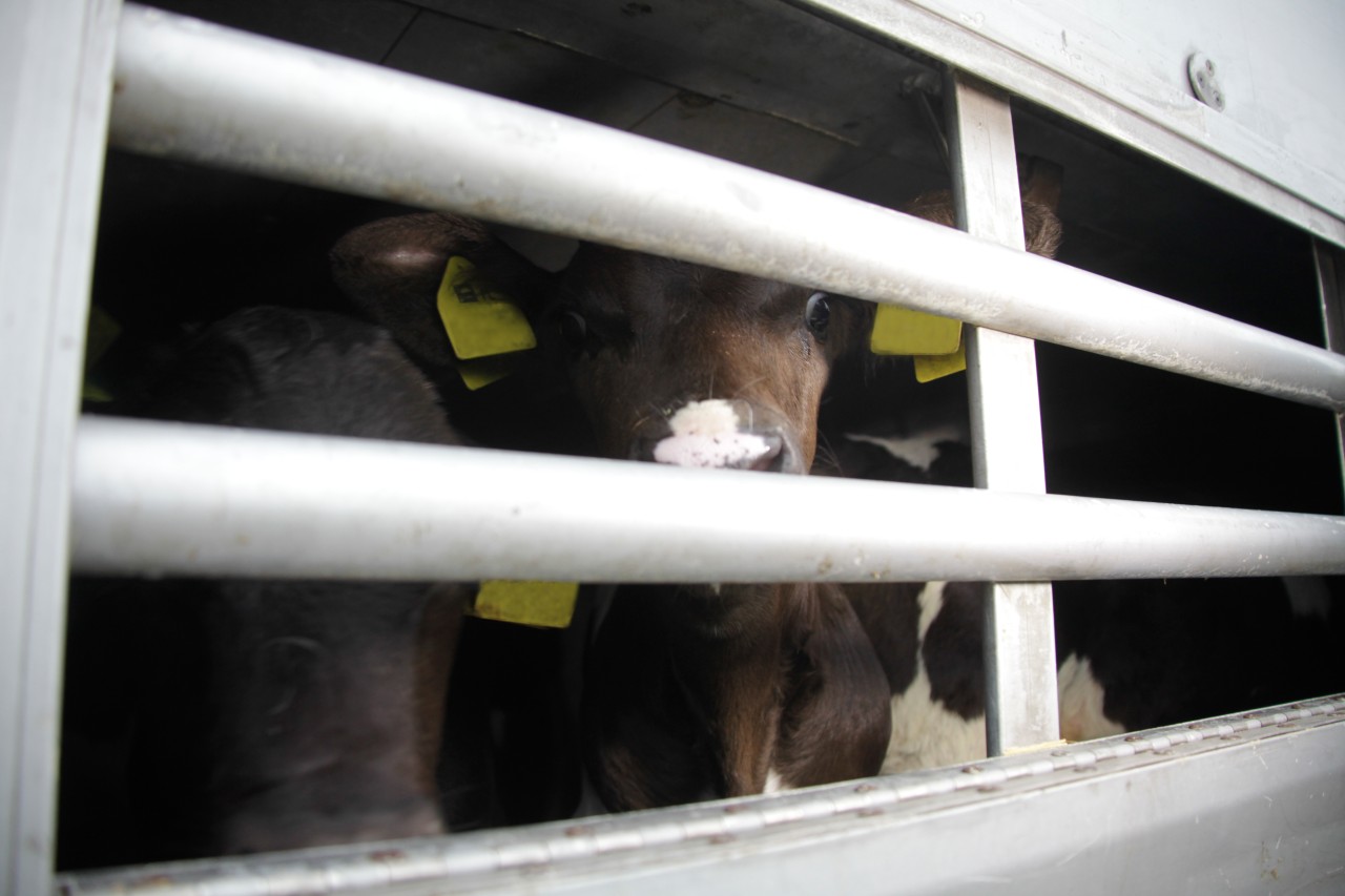 Bayern bans animal transports to 17 countries