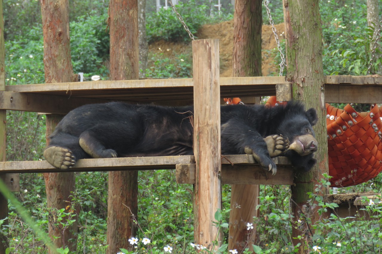 Vietnam: VIER PFOTEN eröffnet neues Bärenschutzzentrum