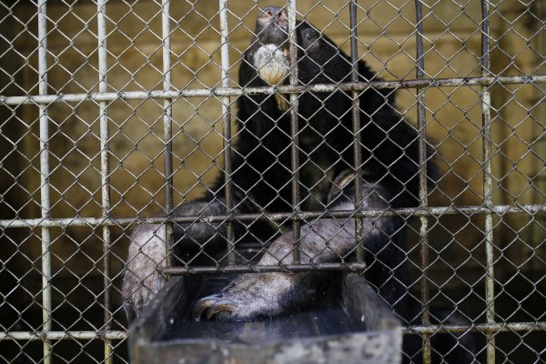Vietnam: Gallenbären sterben kurz vor ihrer Rettung